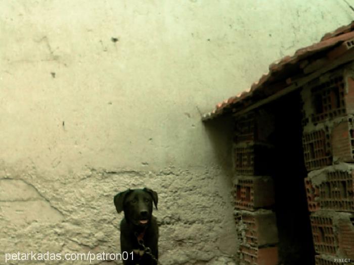 zeytin Dişi Flat Coated Retriever