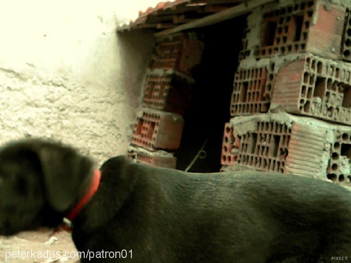 zeytin Dişi Flat Coated Retriever