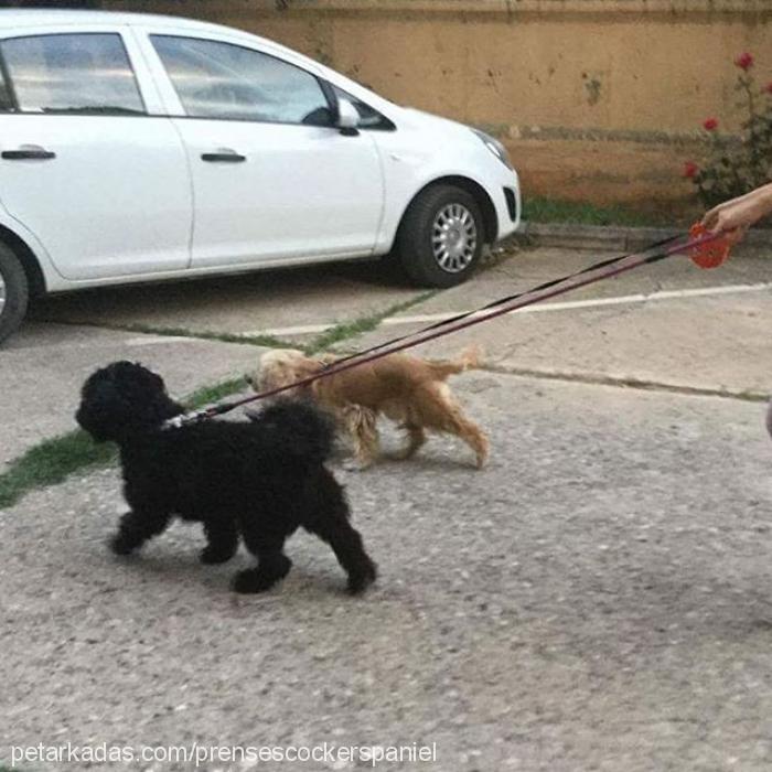 prenses Dişi Amerikan Cocker Spaniel