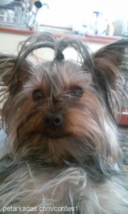 contes Dişi Yorkshire Terrier