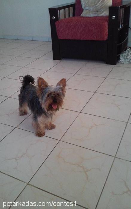 contes Dişi Yorkshire Terrier