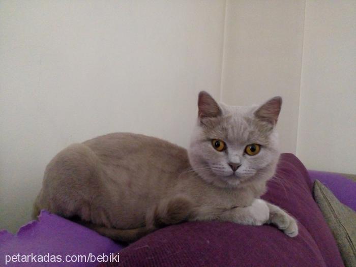 alisa Dişi British Shorthair