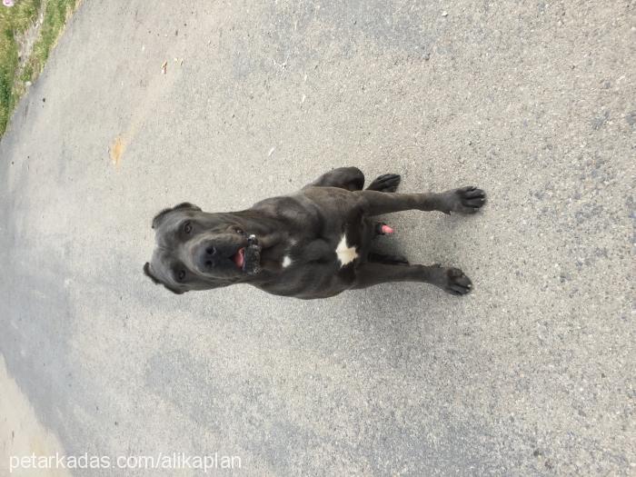 patron Erkek Cane Corso Italiano