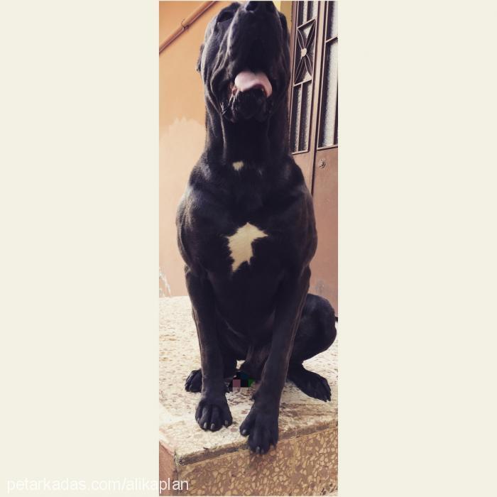 patron Erkek Cane Corso Italiano