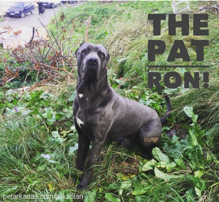 patron Erkek Cane Corso Italiano