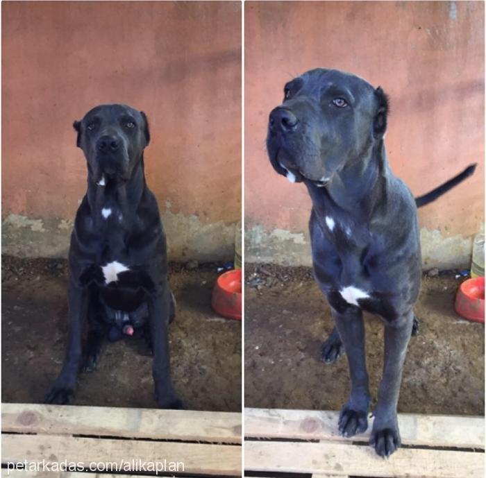 patron Erkek Cane Corso Italiano