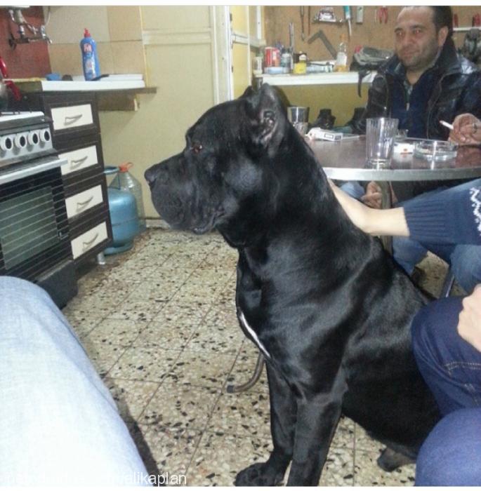 patron Erkek Cane Corso Italiano