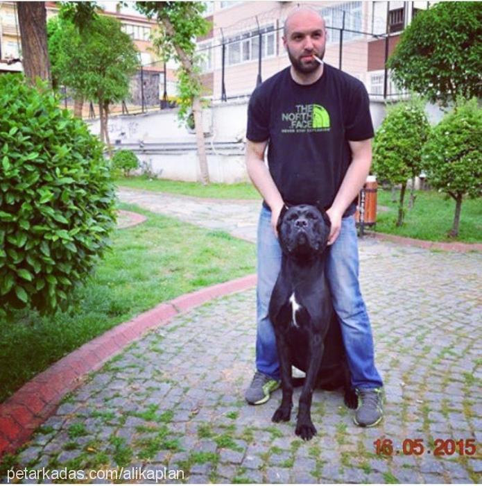 patron Erkek Cane Corso Italiano