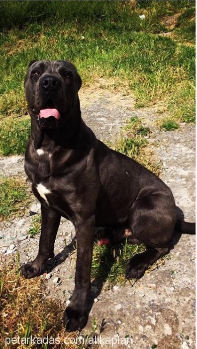 patron Erkek Cane Corso Italiano