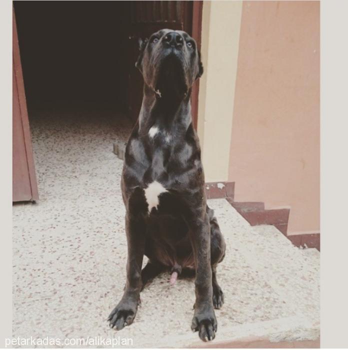 patron Erkek Cane Corso Italiano