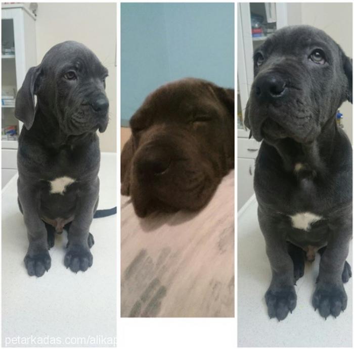 patron Erkek Cane Corso Italiano