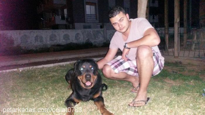 barut Erkek Rottweiler