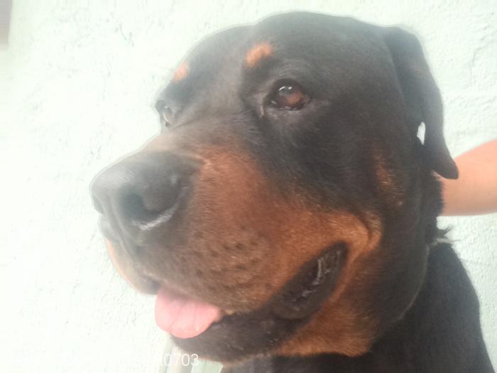 barut Erkek Rottweiler