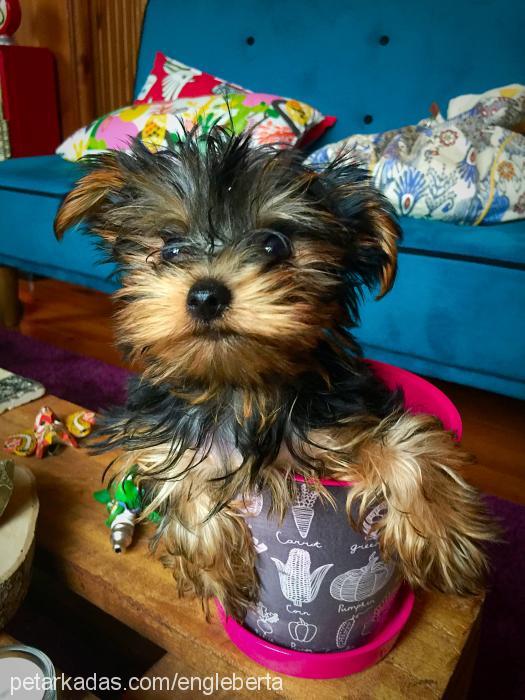 aurora Dişi Yorkshire Terrier