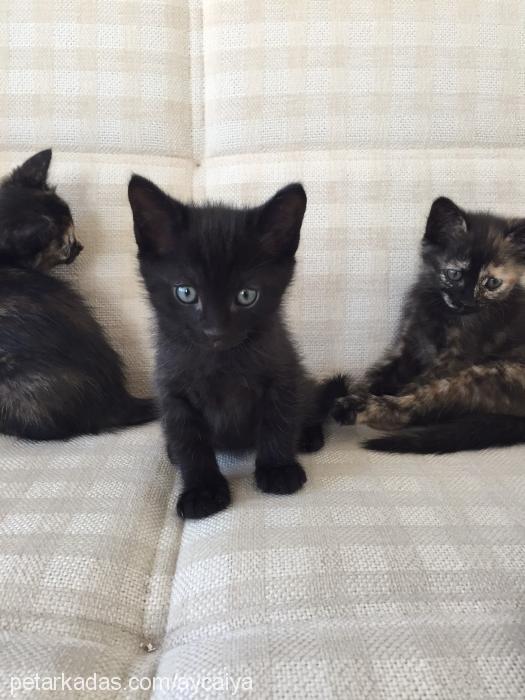 yavrukedileryen Dişi Maine Coon