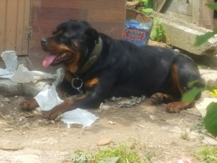 efe Erkek Rottweiler