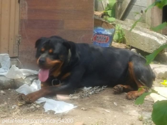 efe Erkek Rottweiler