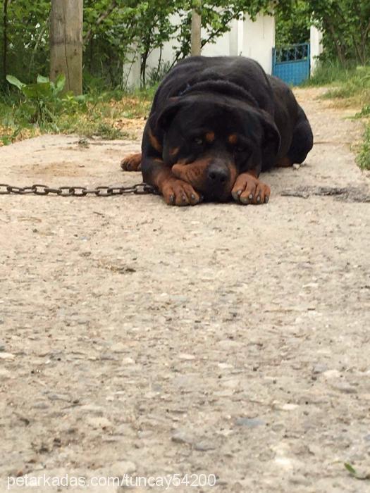 efe Erkek Rottweiler