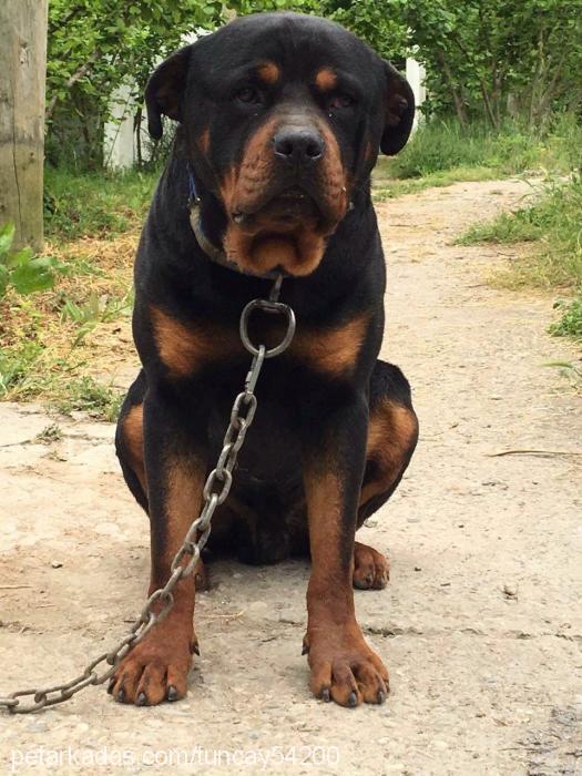 efe Erkek Rottweiler