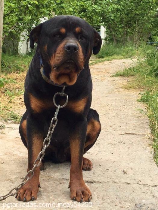 efe Erkek Rottweiler