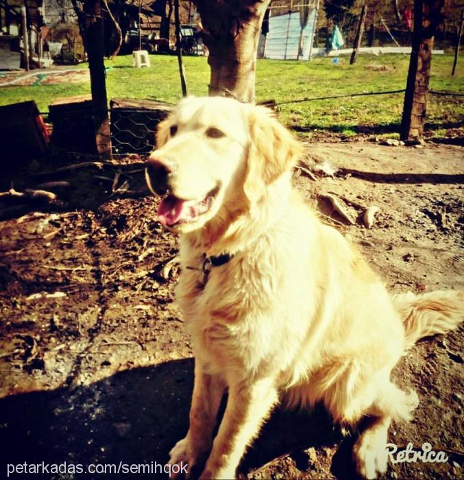 modİ Erkek Golden Retriever