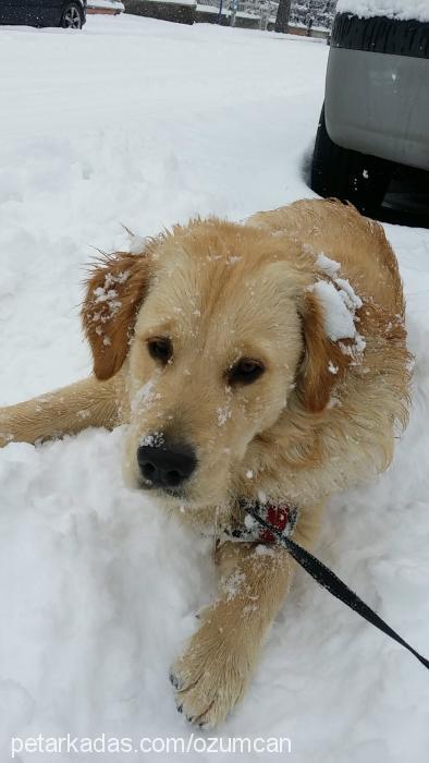 can Erkek Golden Retriever