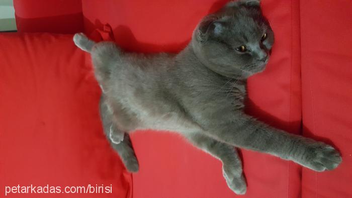 duman Erkek Scottish Fold