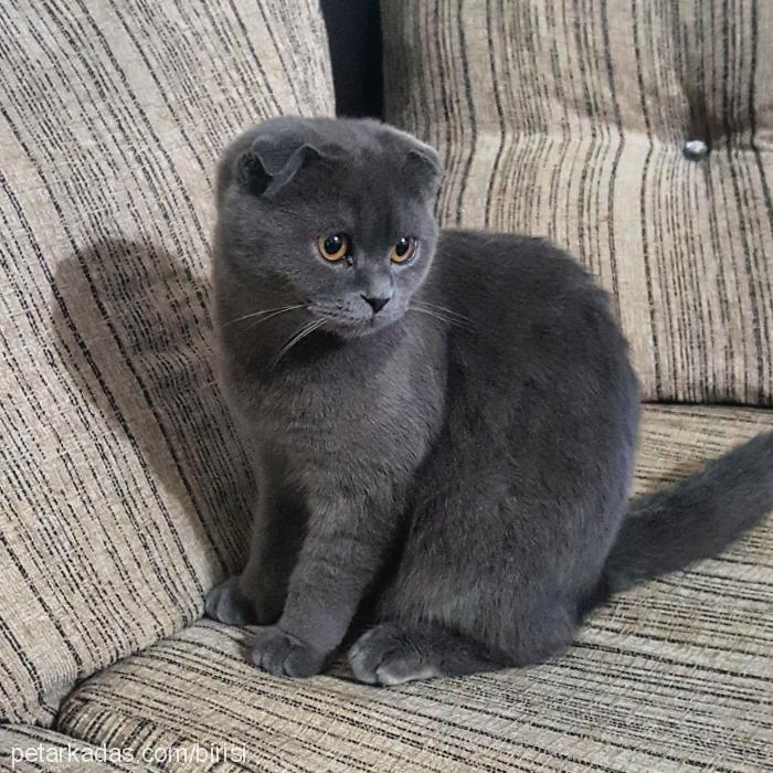 duman Erkek Scottish Fold