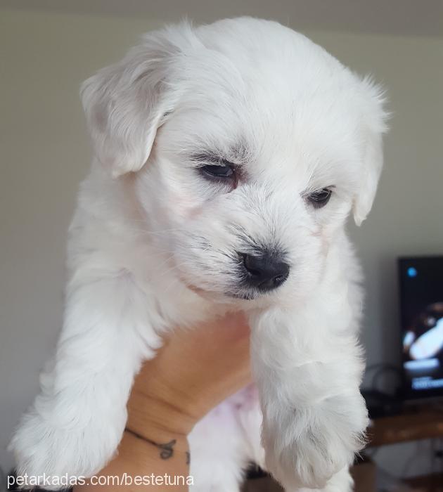 milky Erkek Maltese