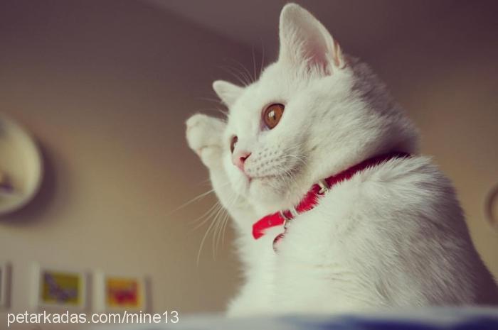 bal Dişi British Shorthair