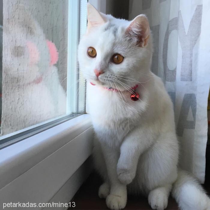 bal Dişi British Shorthair