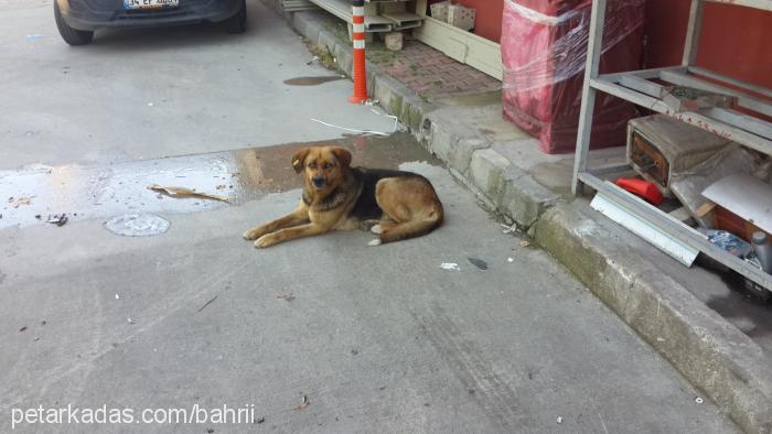 benyoksuldedim Dişi Sokö (Sokak Köpeği)