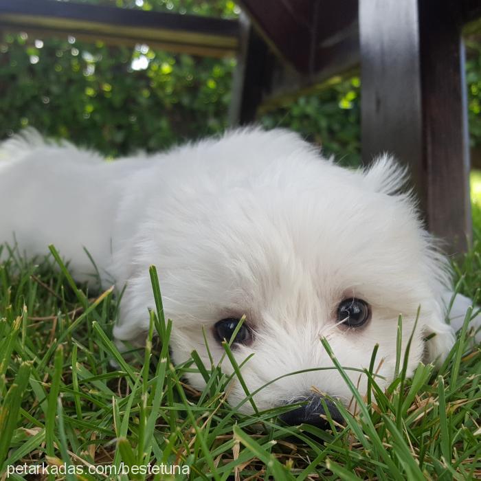 milky Erkek Maltese