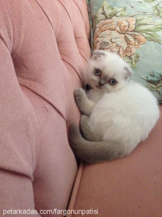 fargo Dişi Scottish Fold