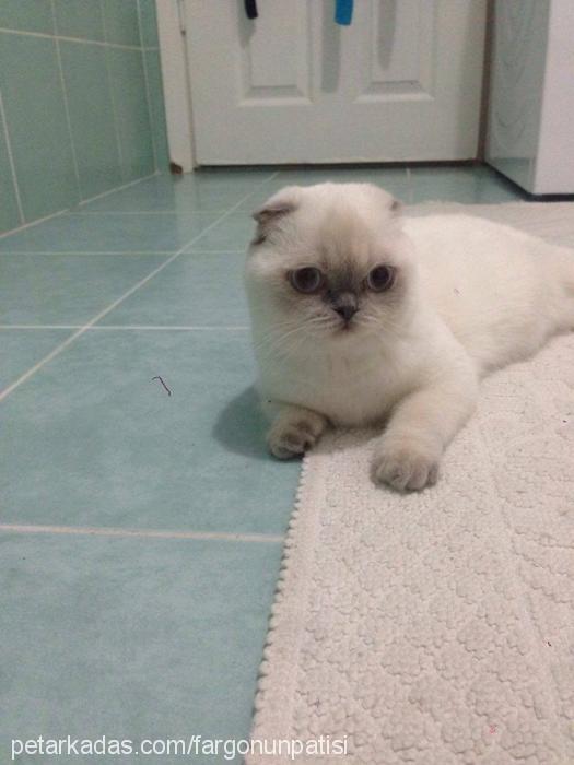 fargo Dişi Scottish Fold