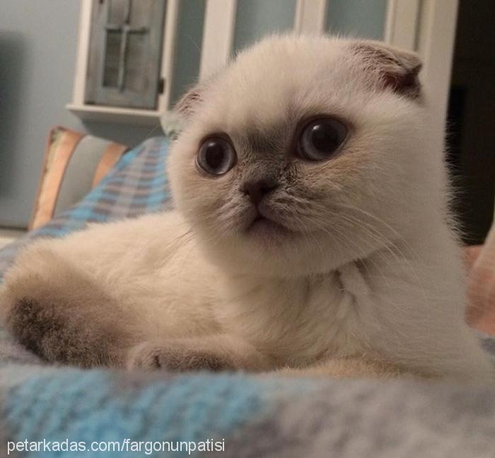 fargo Dişi Scottish Fold