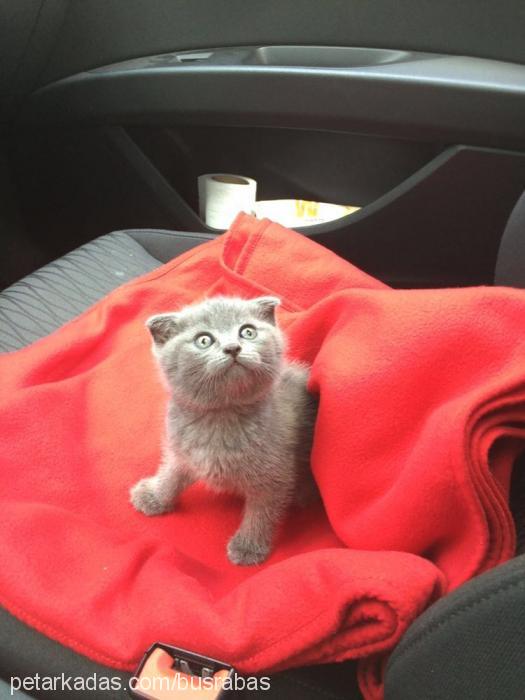 coco Erkek Scottish Fold