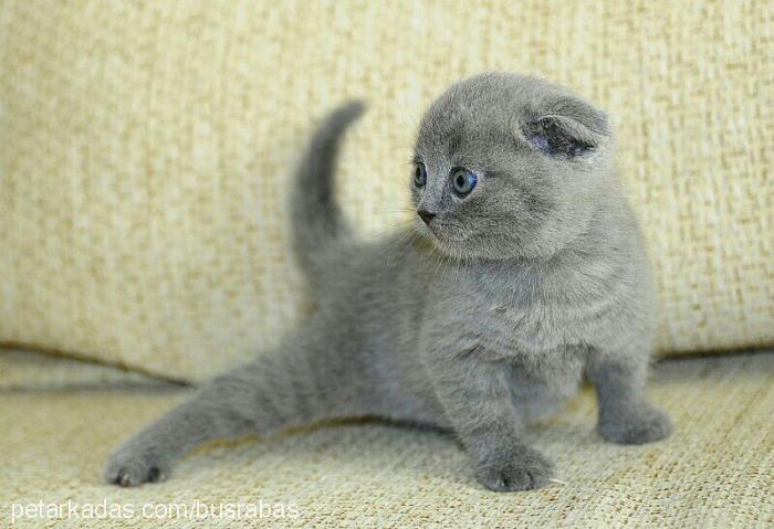 coco Erkek Scottish Fold