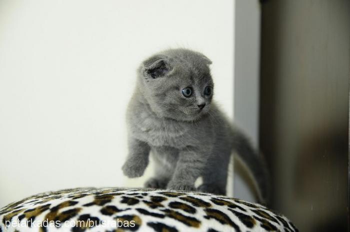 coco Erkek Scottish Fold