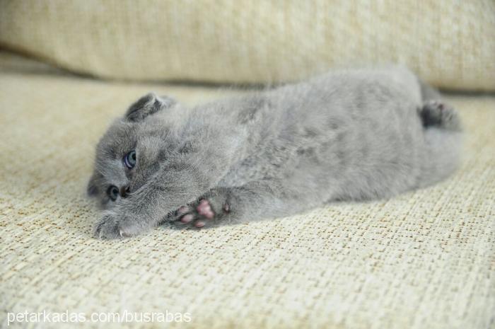 coco Erkek Scottish Fold