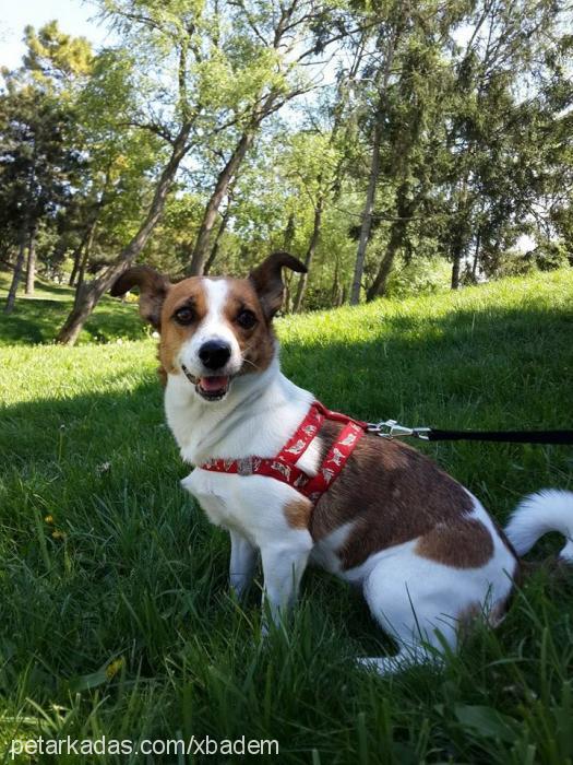 badem Dişi Jack Russell Terrier