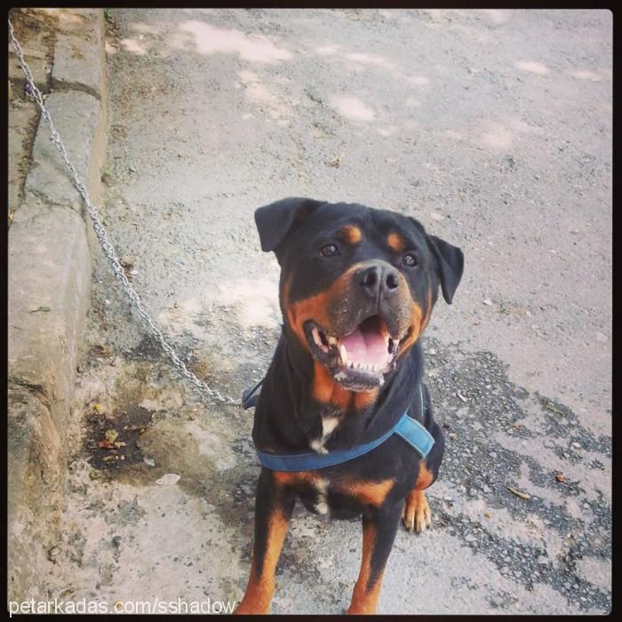 shadow Erkek Rottweiler