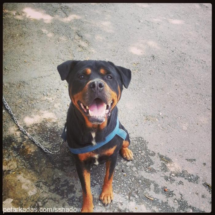 shadow Erkek Rottweiler