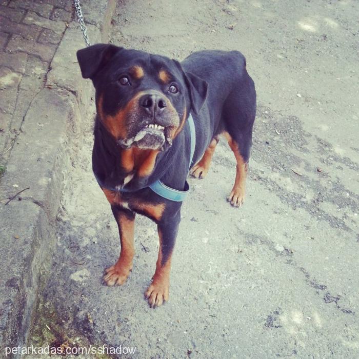 shadow Erkek Rottweiler