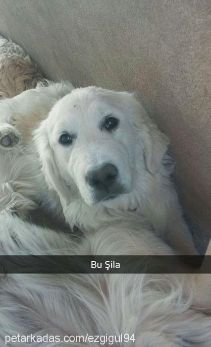 Şilasarıkız Dişi Golden Retriever