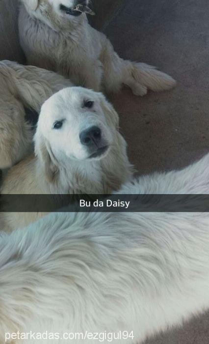 daisy Dişi Golden Retriever