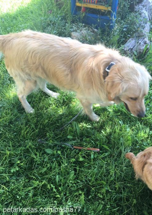 max Erkek Golden Retriever