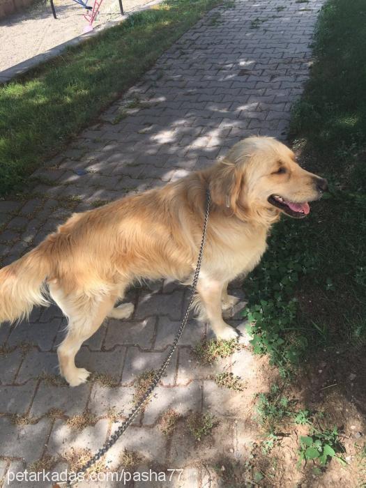 max Erkek Golden Retriever