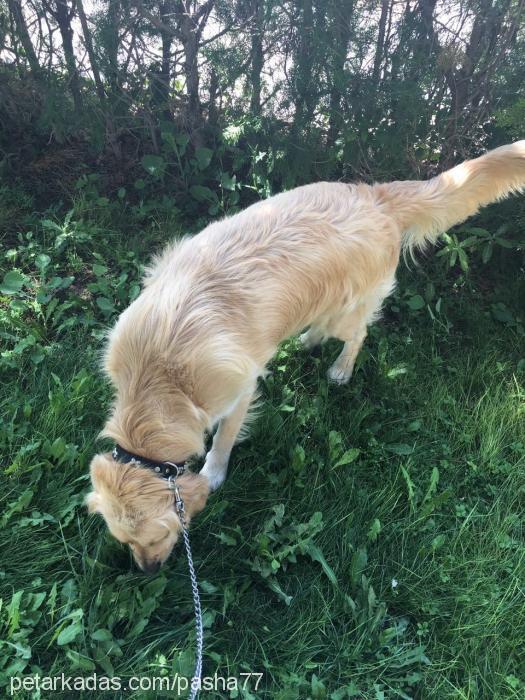 max Erkek Golden Retriever