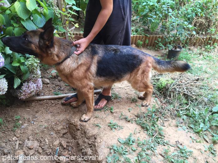 badem Dişi Alman Çoban Köpeği